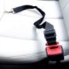 dog seat belt amazon